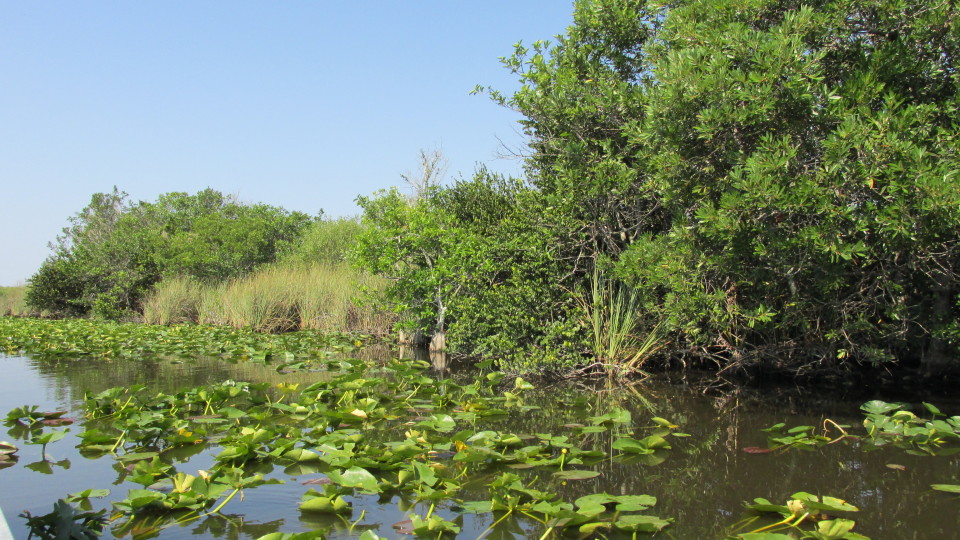 Everglades-Florida-USA