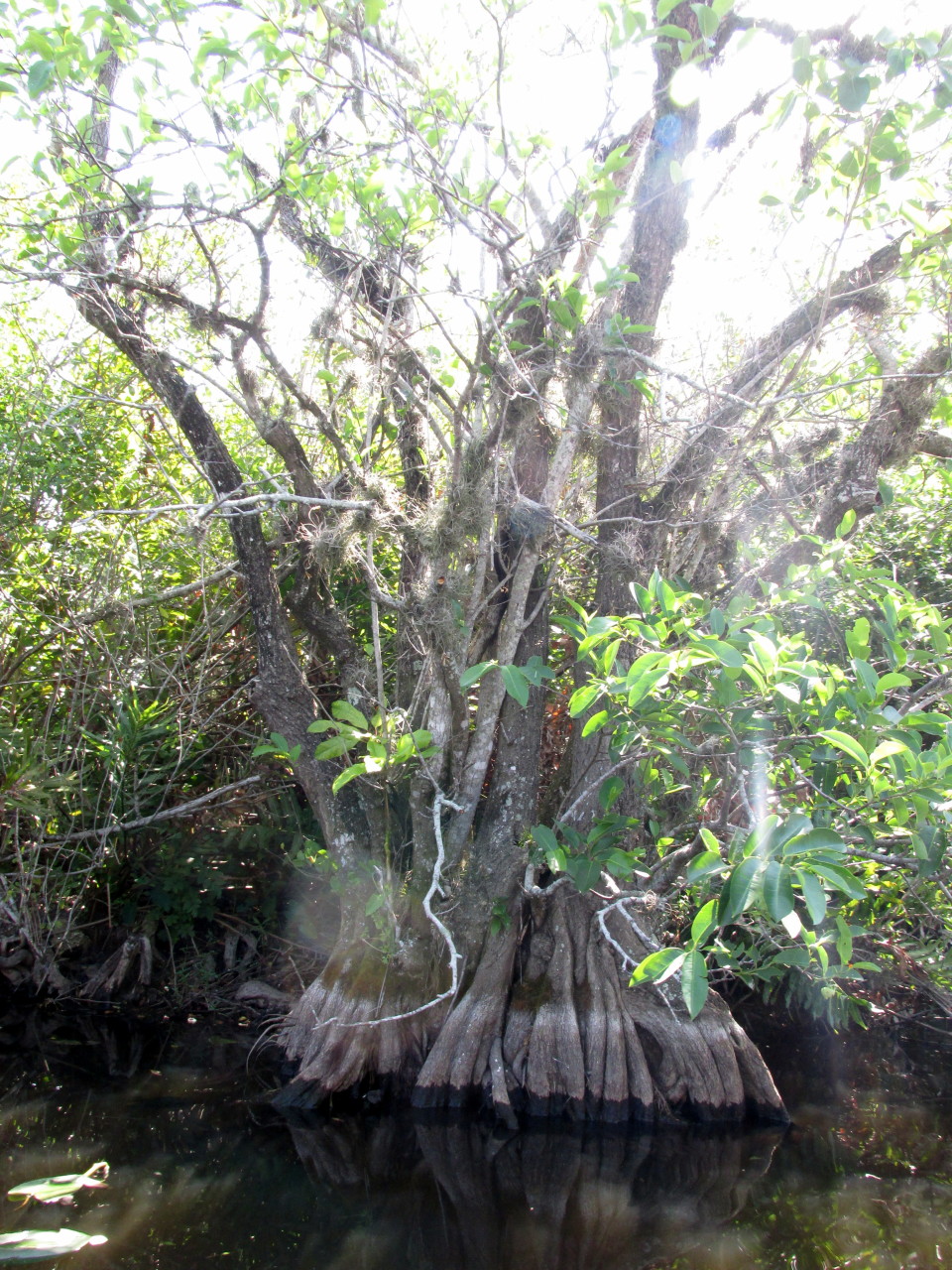 Everglades-Florida-USA