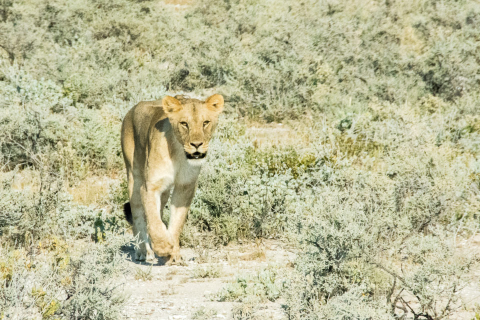 Afrika-Botswana-Etosha-Löwe