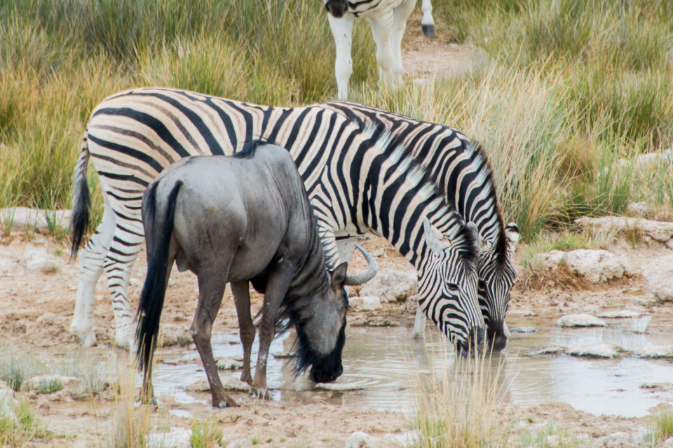 Afrika-Botswana-Etosha-Zebras