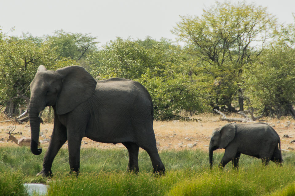 Afrika-Botswana-Etosha-Elefant