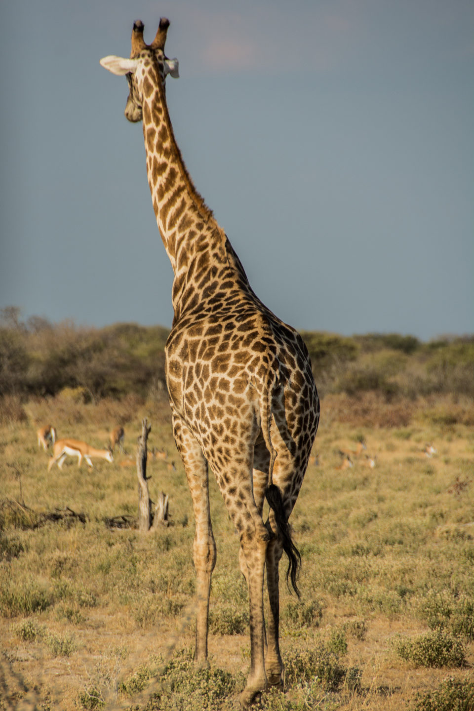 Afrika-Botswana-Etosha-Giraffe
