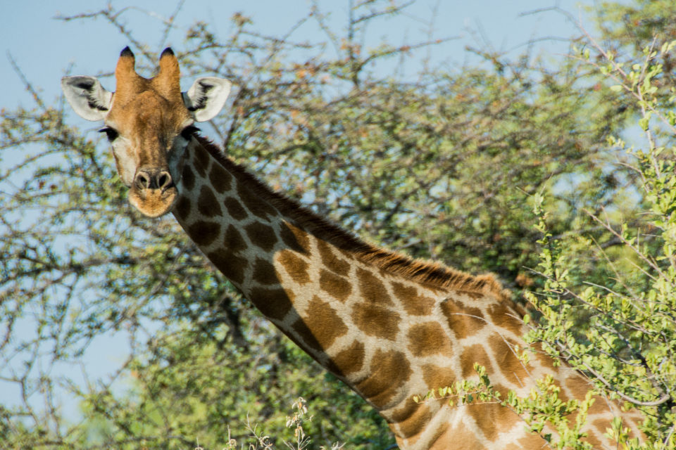 Afrika-Botswana-Etosha-Giraffe