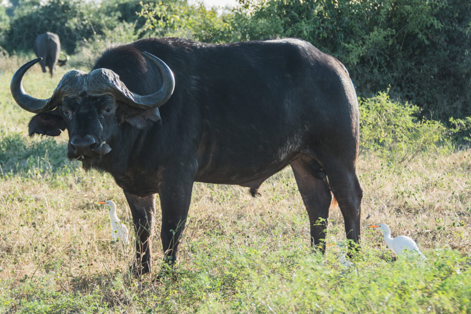 Afrika-Botswana-Etosha-Büffel