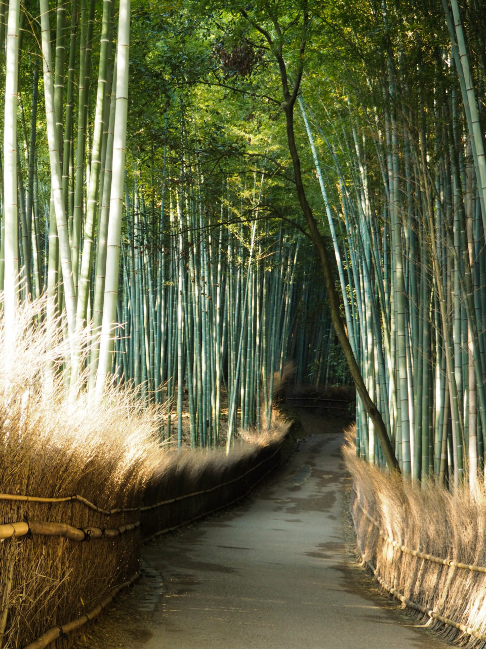 Japan-Kyoto-Bambuswald