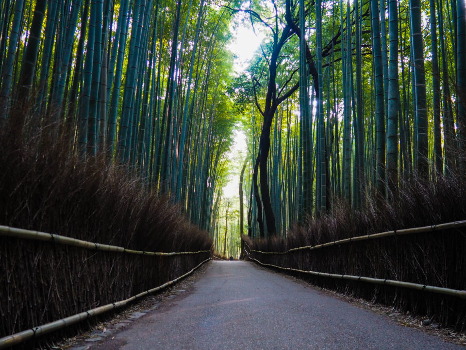 Japan-Kyoto-Bambuswald