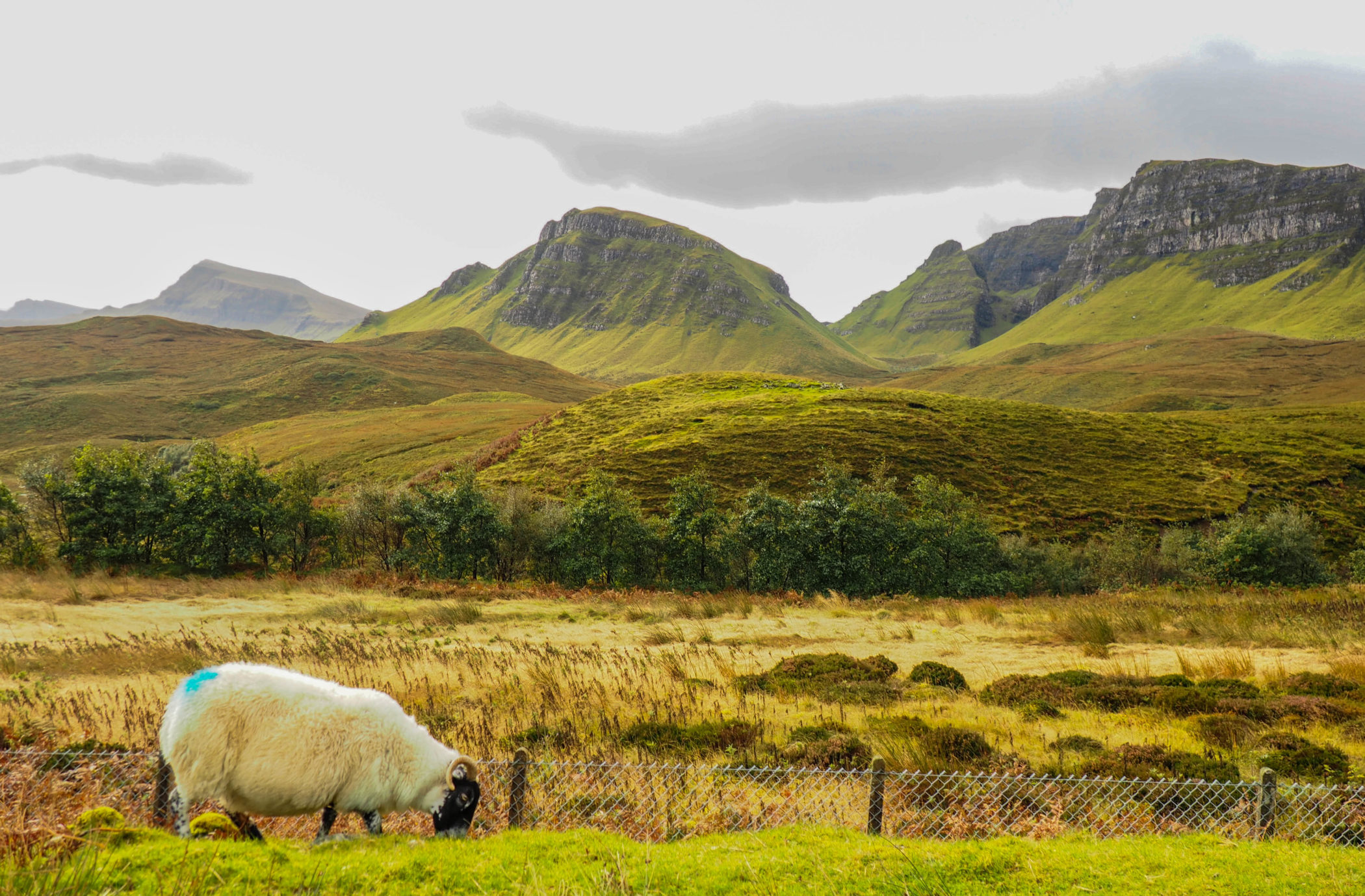Schottland-Schaf