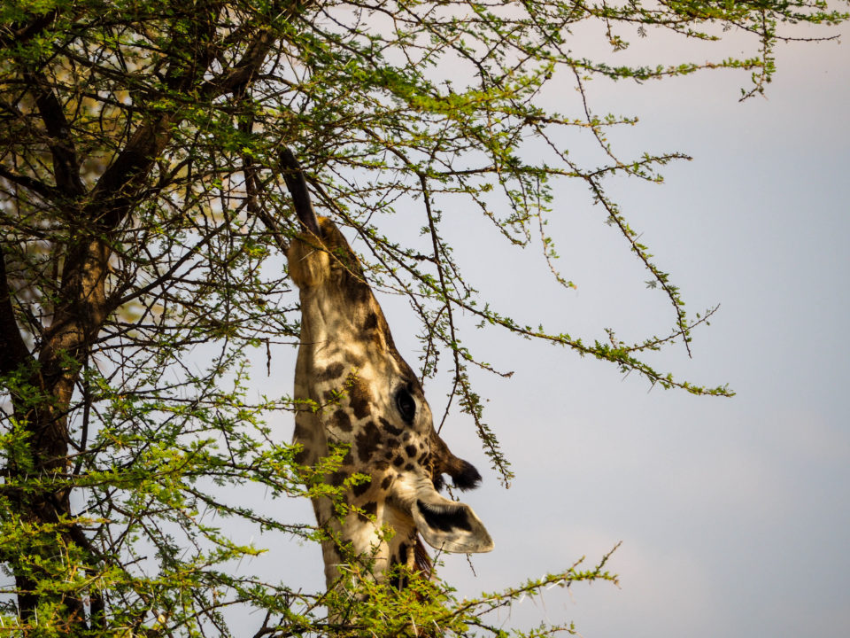 Tarangire-Nationalpark-Giraffe