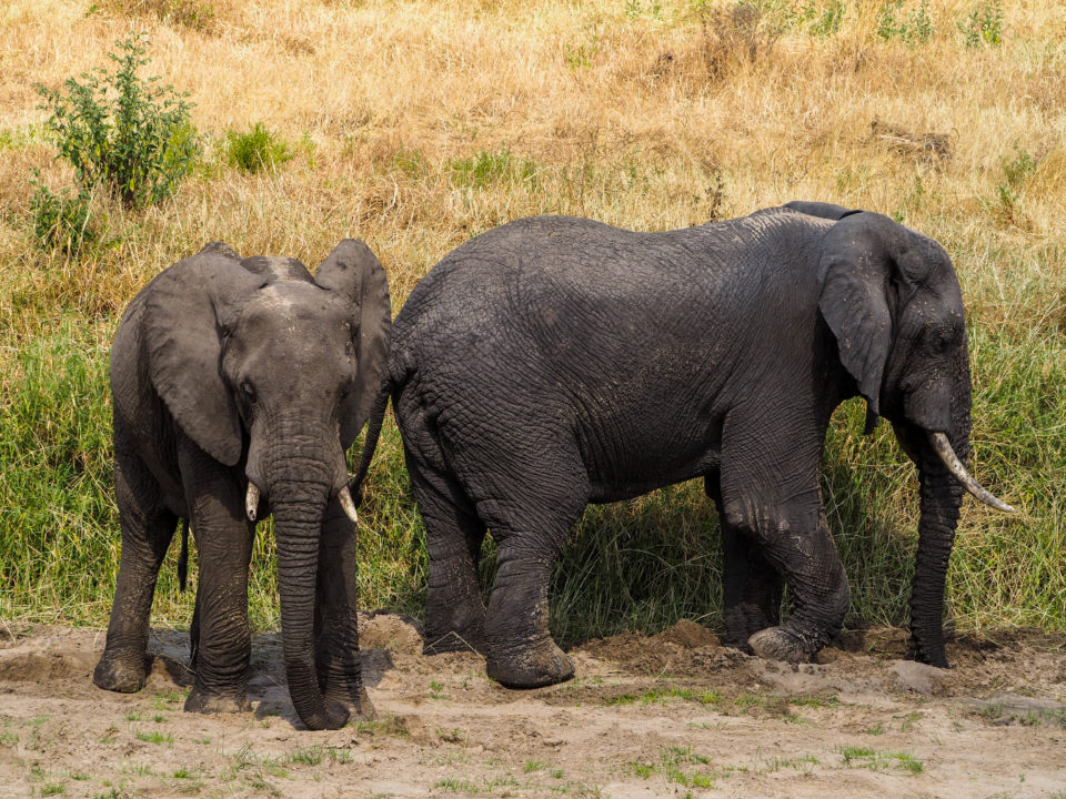 Tarangire-Nationalpark-Elefanten