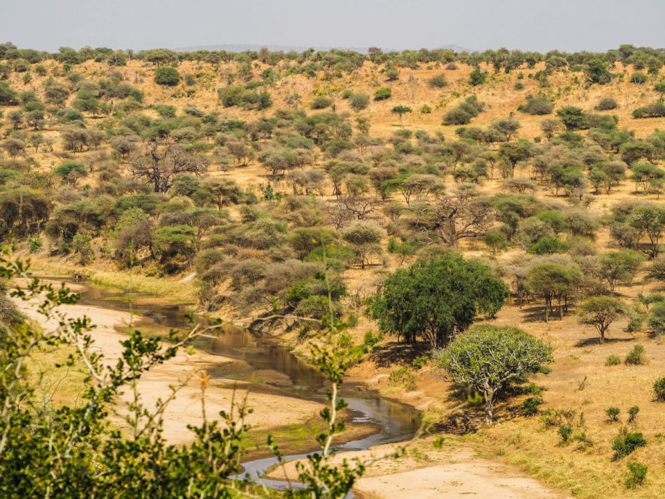 Tarangire-Nationalpark-Tansania