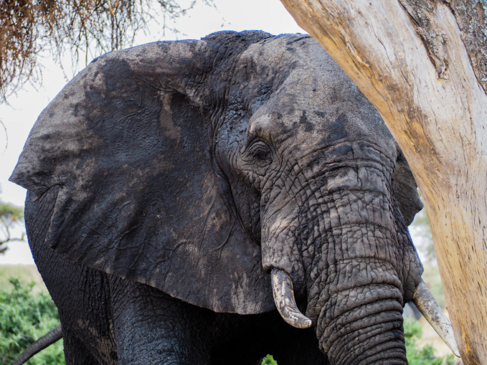 Tarangire-Nationalpark-Tansania-elefant
