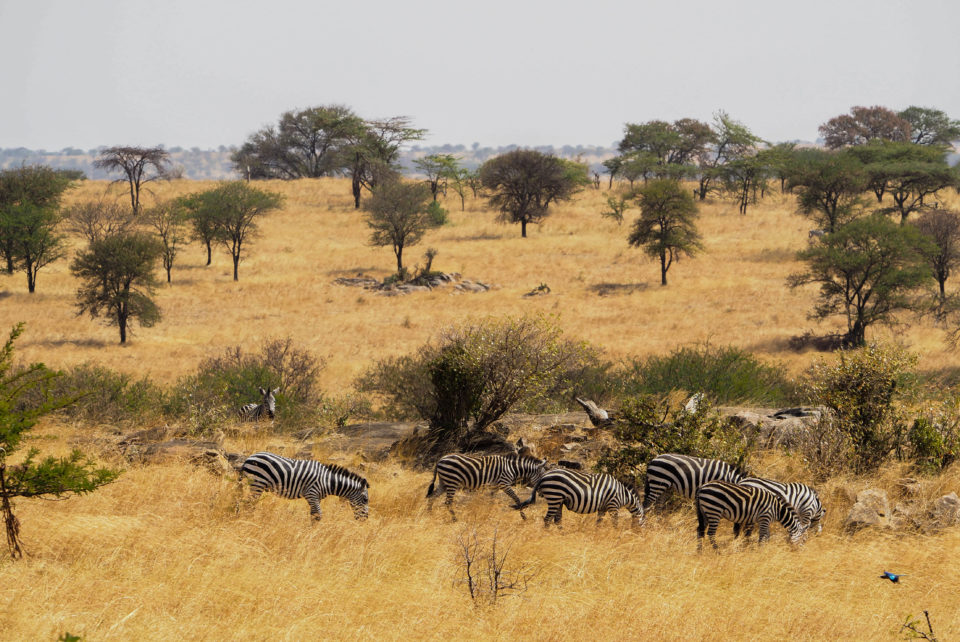 Tansania-Serengeti-Safari-Zebras