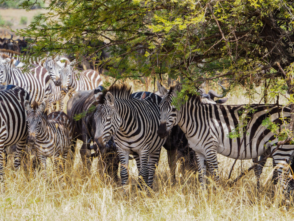 Tansania-Serengeti-Safari-zebras