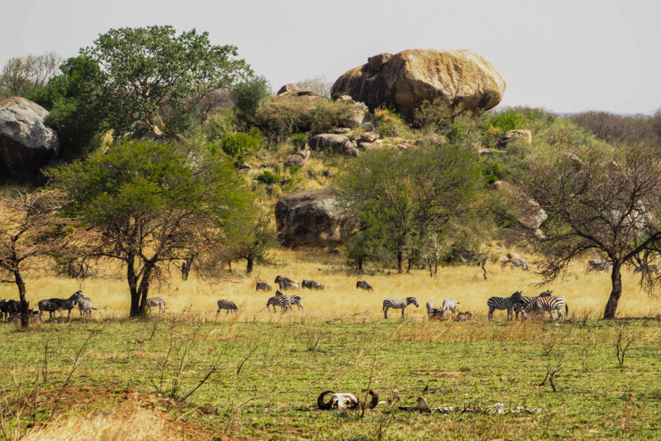 Tansania-Serengeti-Safari