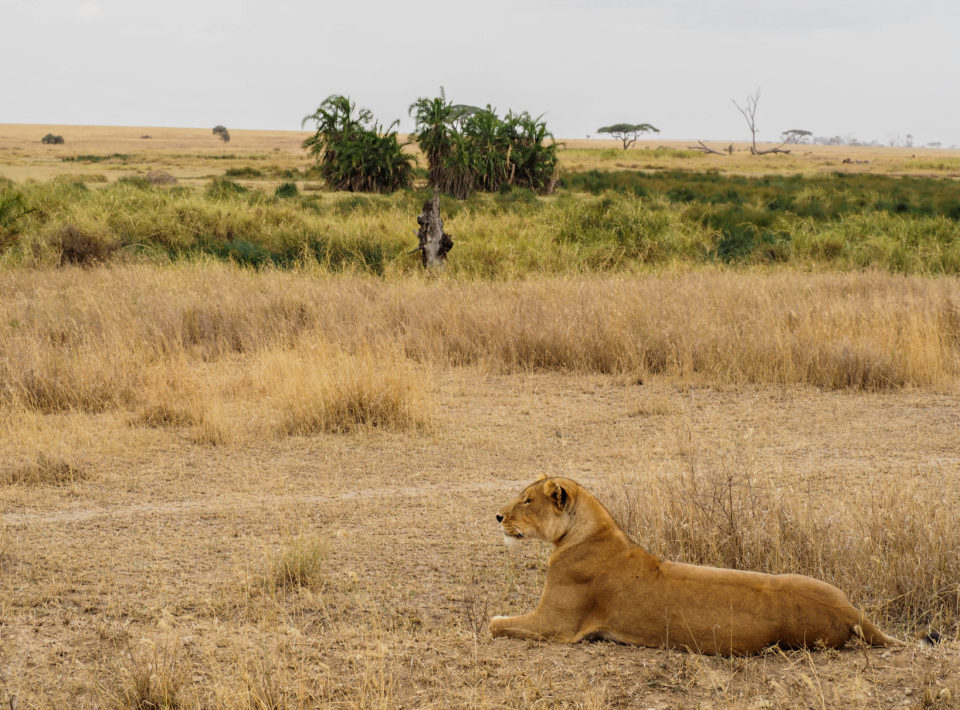 Tansania-Serengeti-Safari-löwe