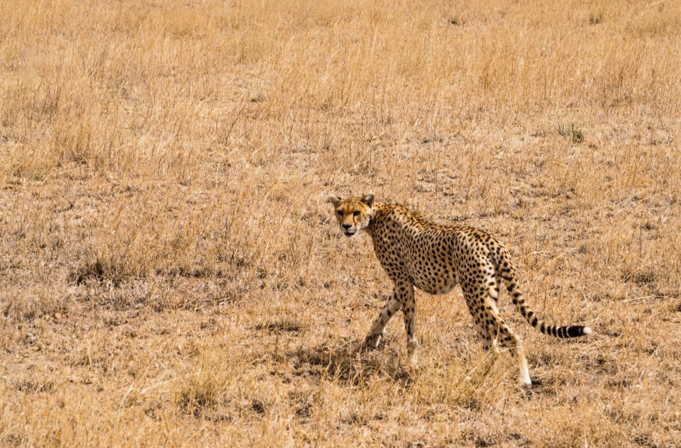 Tansania-Serengeti-Safari-gepard