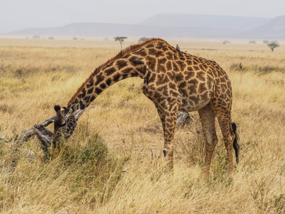 Tansania-Serengeti-Safari-Giraffe