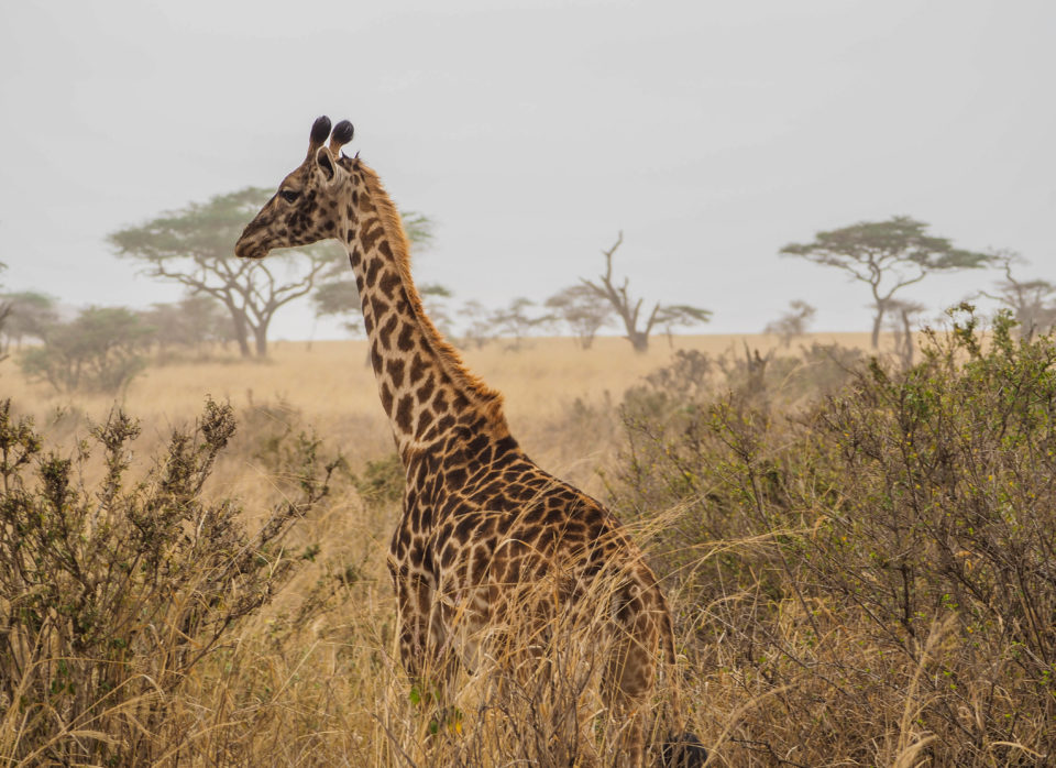 Tansania-Serengeti-Safari-giraffe