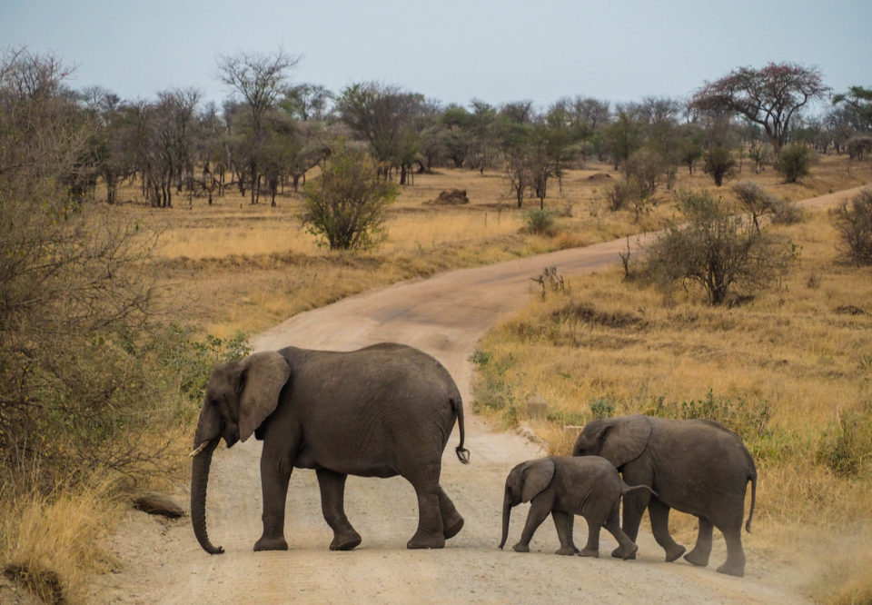 Tansania-Serengeti-Safari-Elefanten