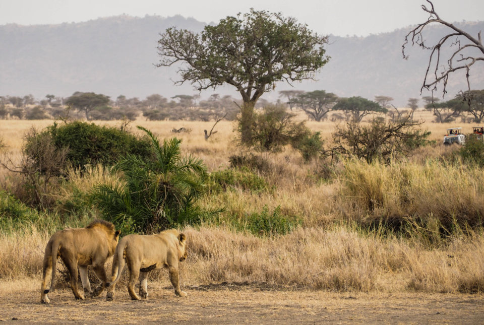 Tansania-Serengeti-Safari-Löwen