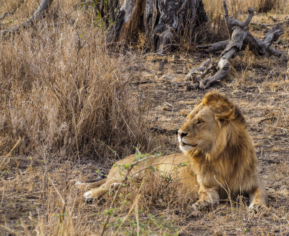 Tansania-Serengeti-Safari-Löwe