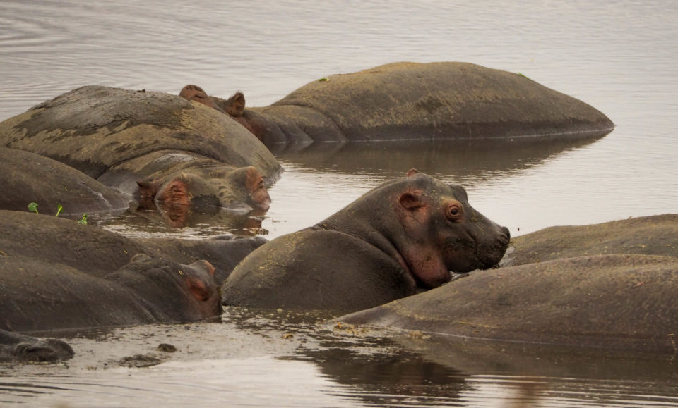 Tansania-Ngorongoro-Krater-Hippo