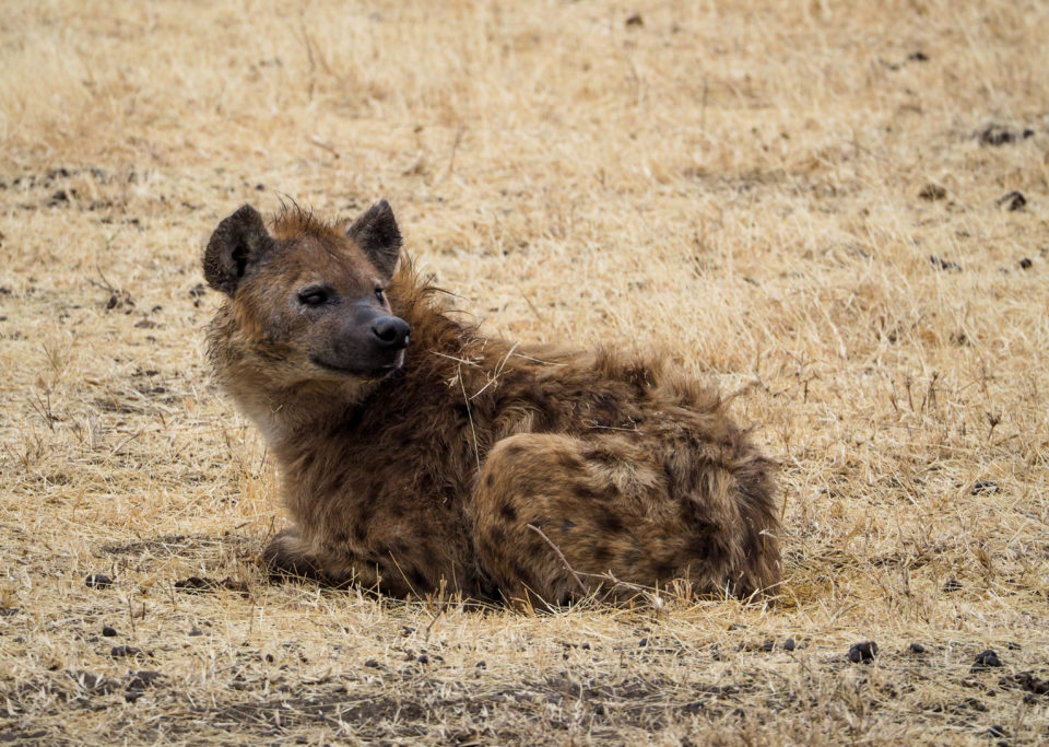Tansania-Ngorongoro-Krater-Hyäne