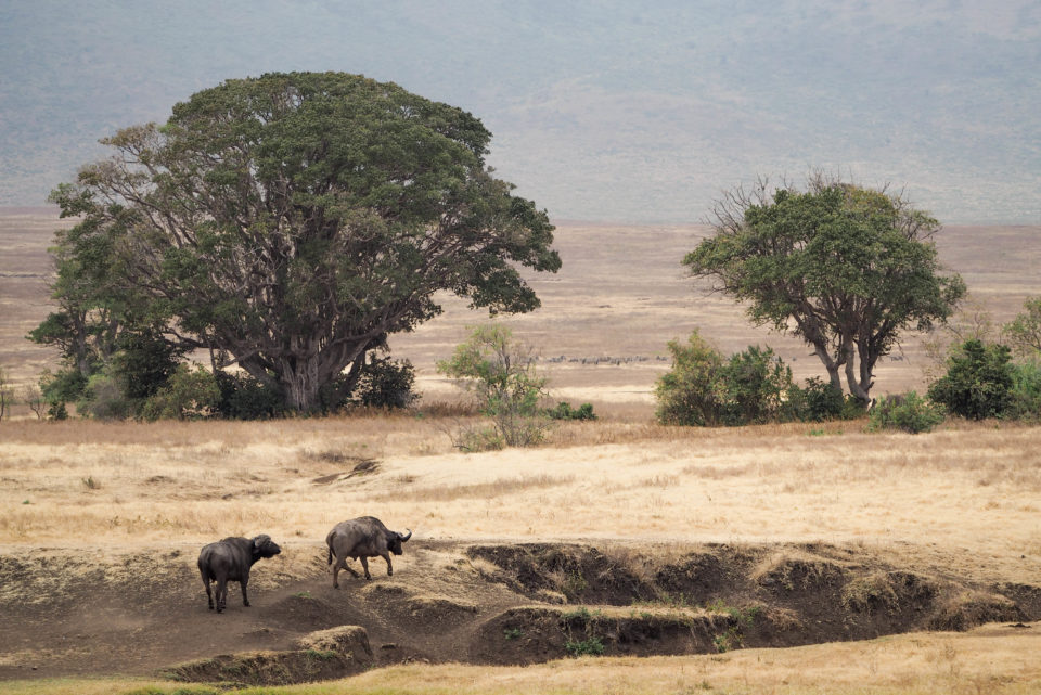 Tansania-Ngorongoro-Krater