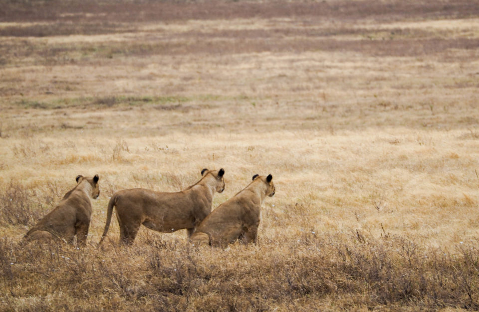 Tansania-Ngorongoro-Krater-Löwen