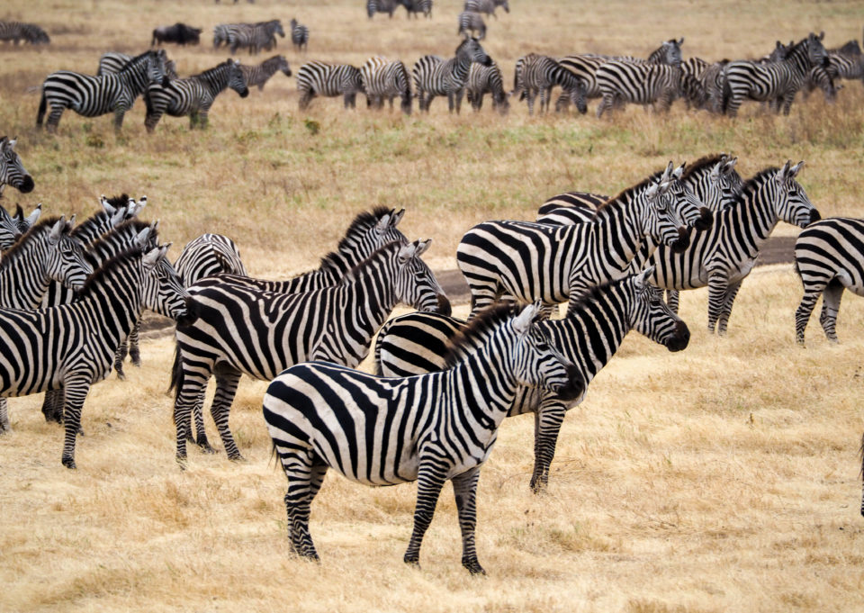 Tansania-Ngorongoro-Krater-Zebras