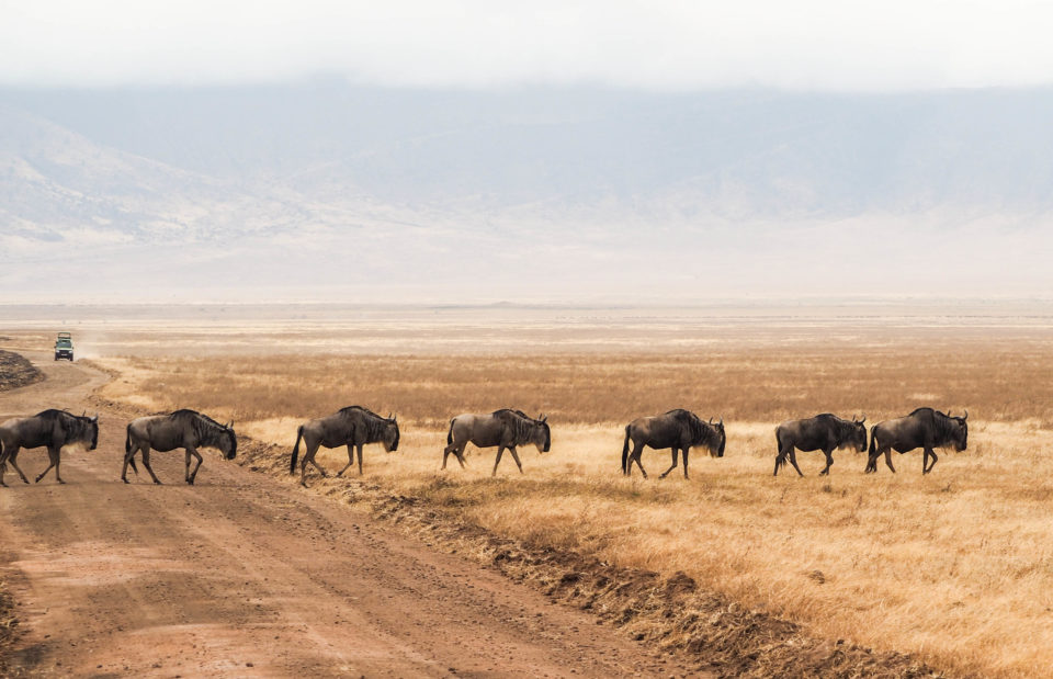 Tansania-Ngorongoro-Krater-Gnus