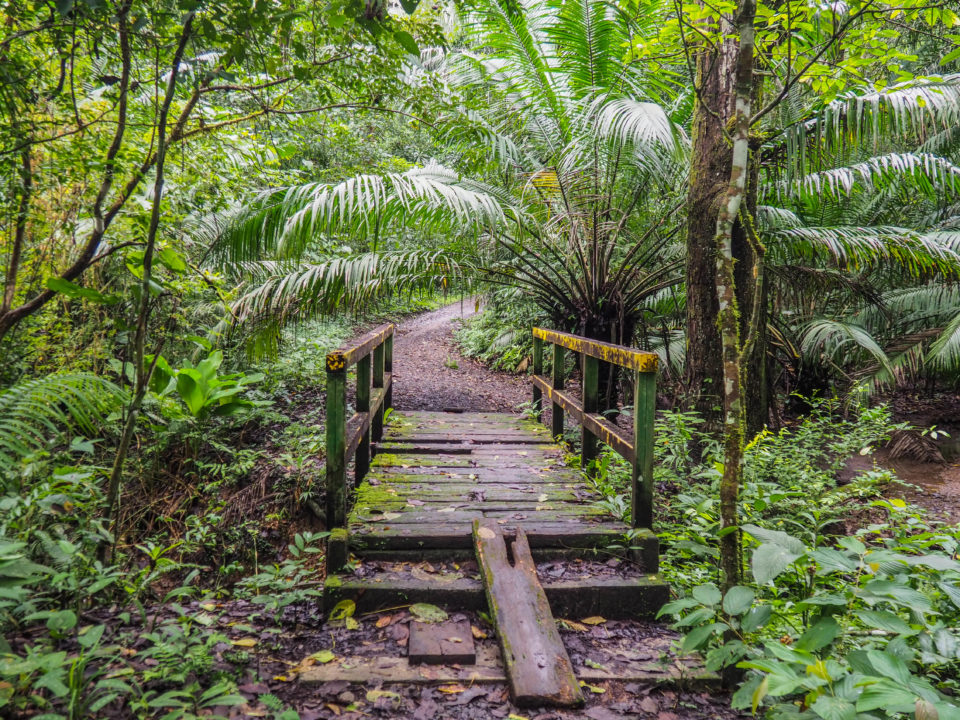 Panama-Soberania-Nationalpark-wandern