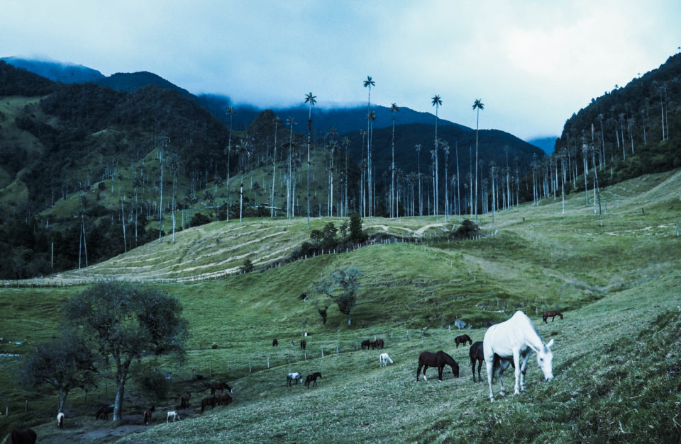 Kolumbien-Cocora-Valley-Wachspalmen