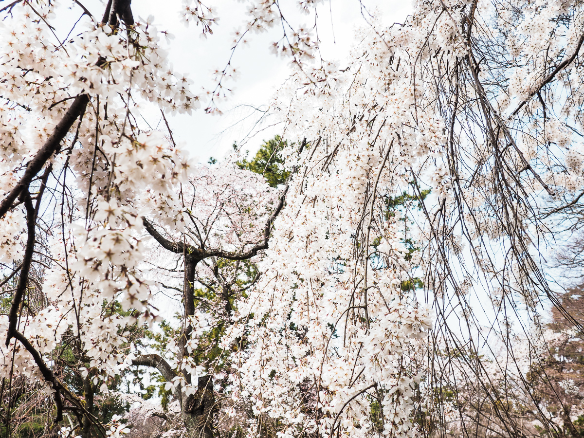 Japan, Kirschblüte
