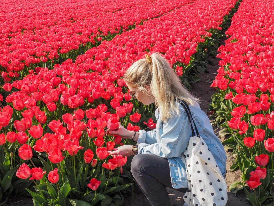 Tulpenblüte Holland-Bollenstreek-Anna