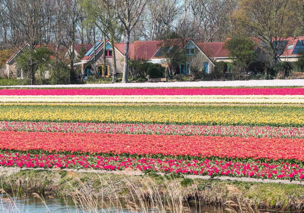Tulpenblüte Holland-Bollenstreek
