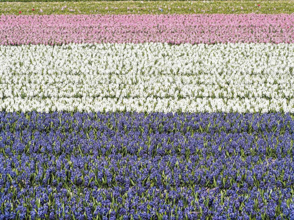 Tulpenblüte Holland-Bollenstreek