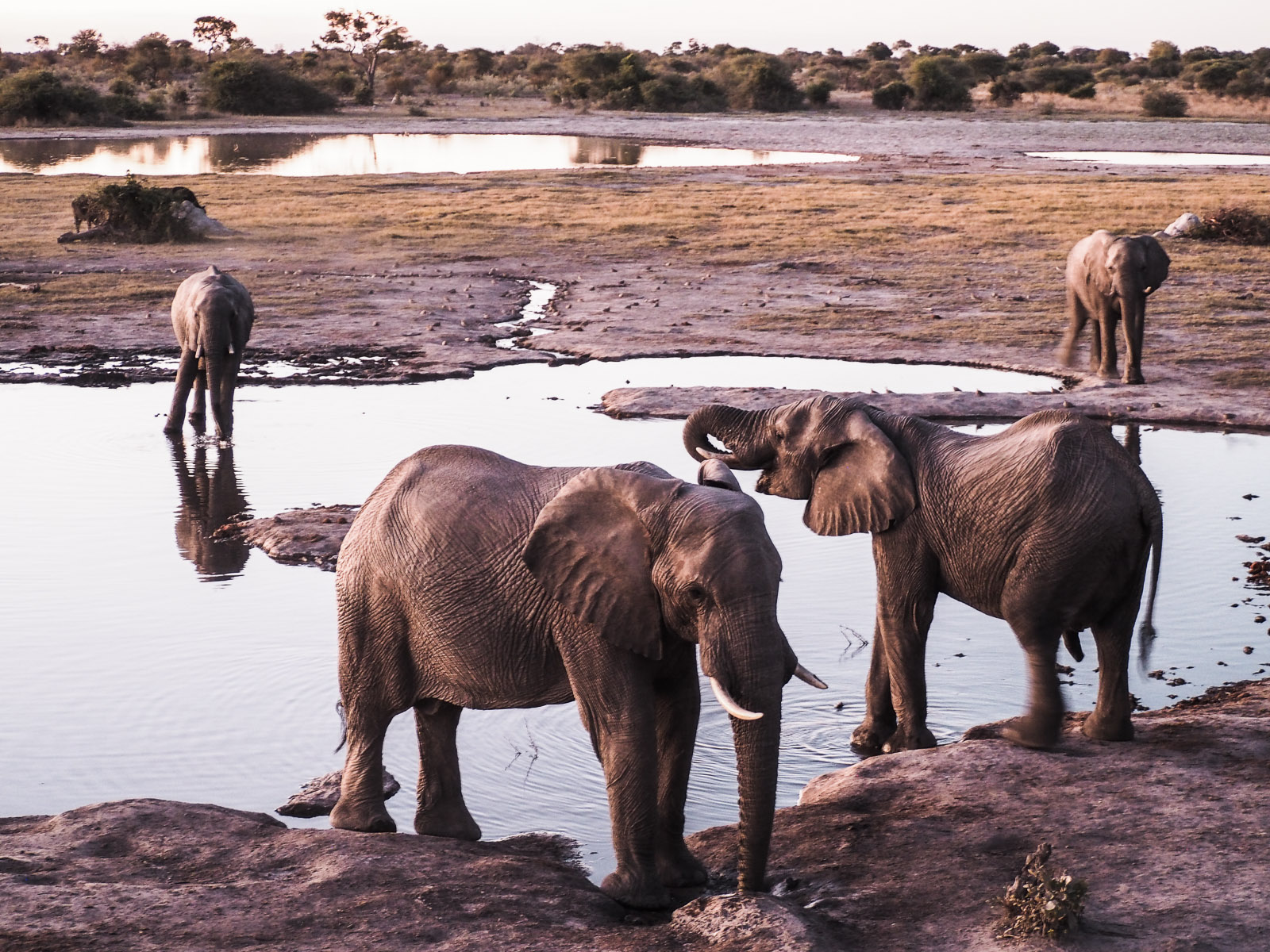Botswana-Elefanten