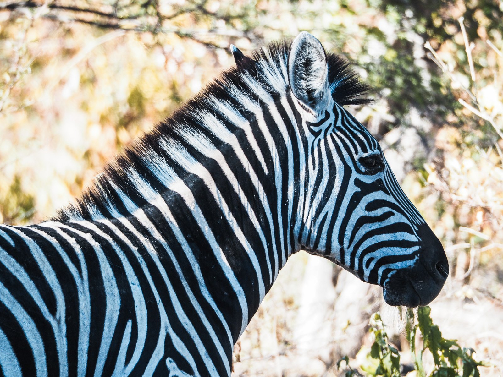 Botswana-Zebras