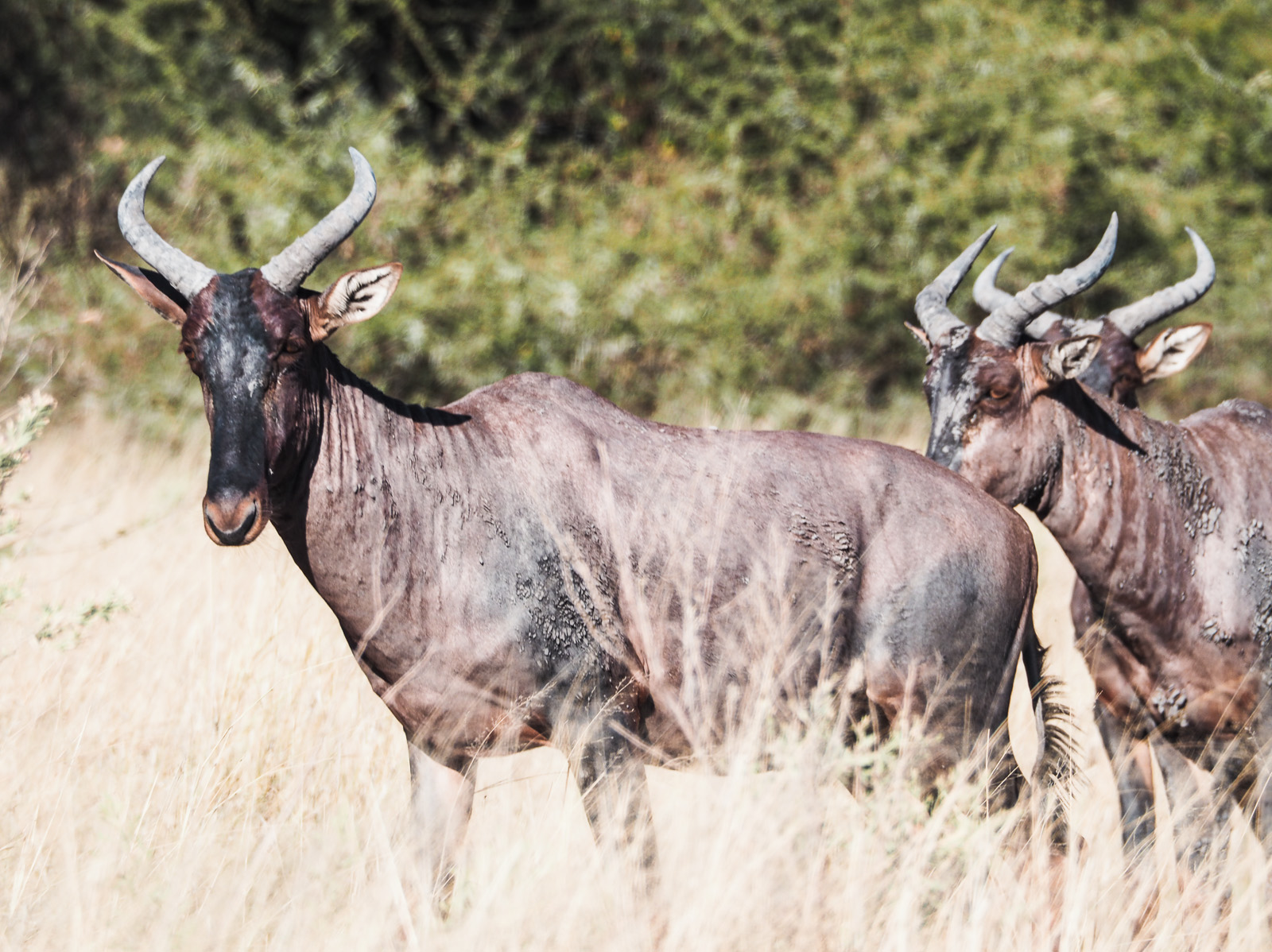 Botswana-Wildlife