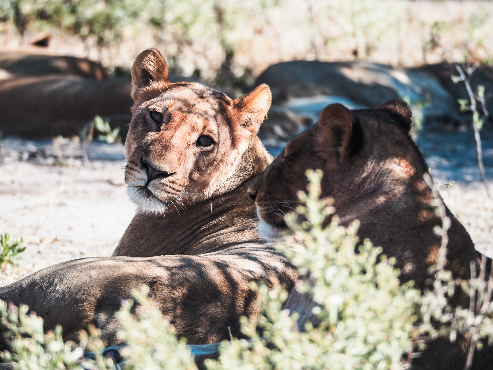 Botswana-Wildlife-Löwen