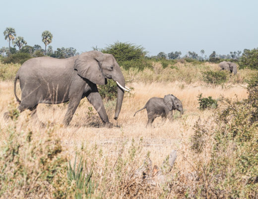 Botswana-Wildlife-Elefanten