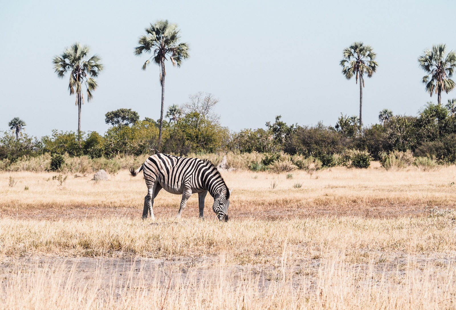 Botswana-Wildlife-Zebras