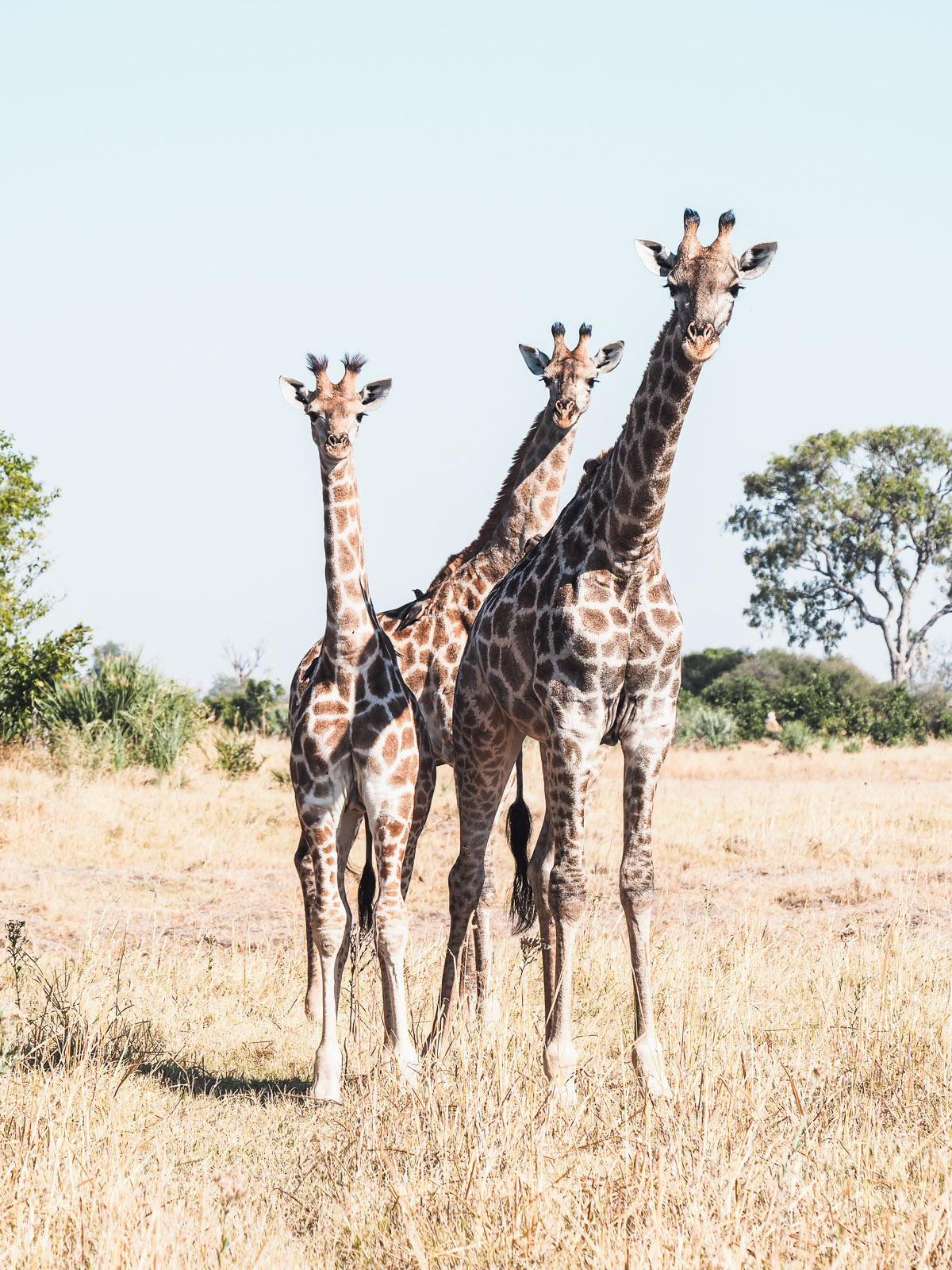 Botswana-Wildlife-Giraffen