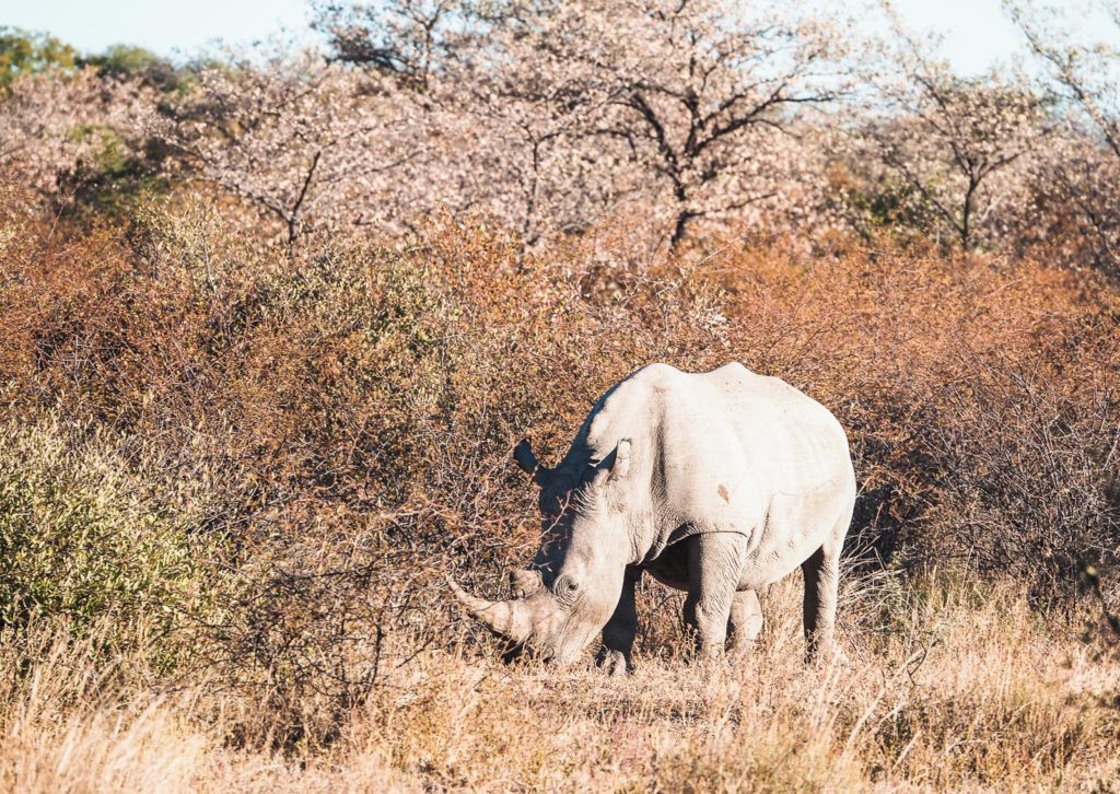 Botswana-Nashorn