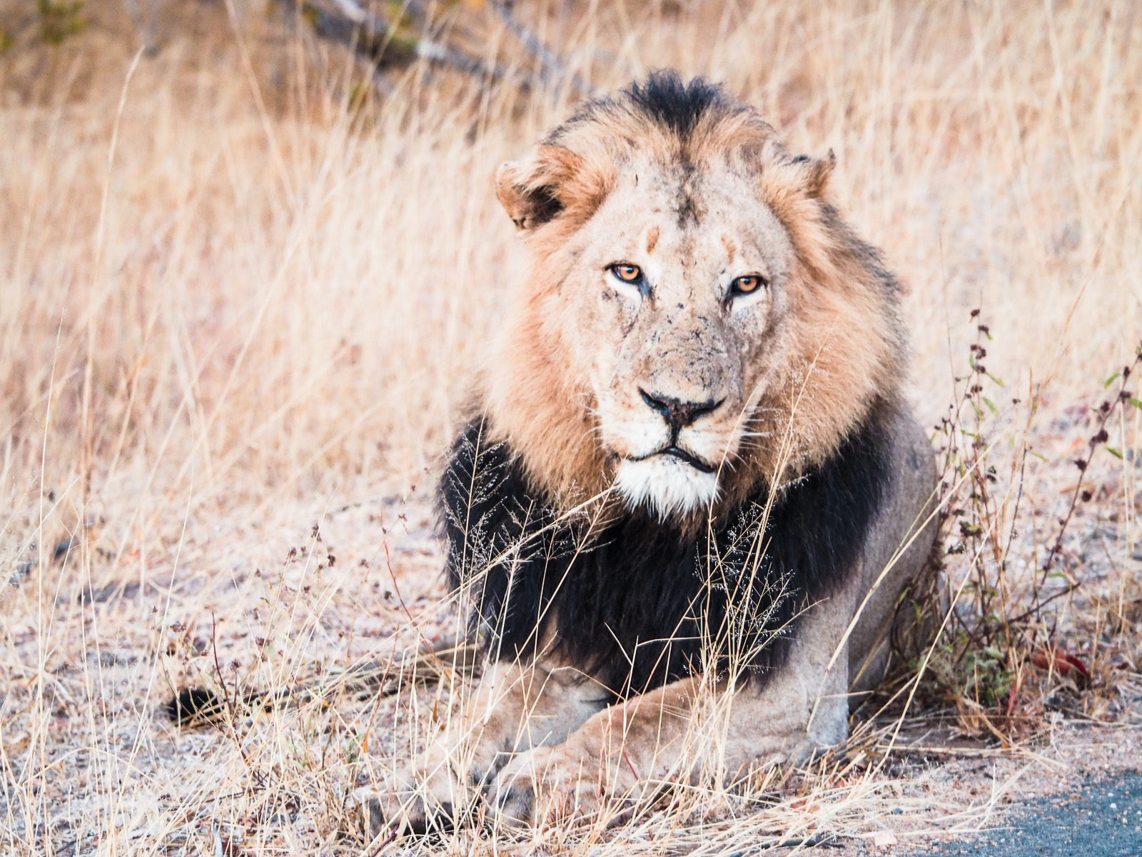 Botswana-Wildlife-Löwe