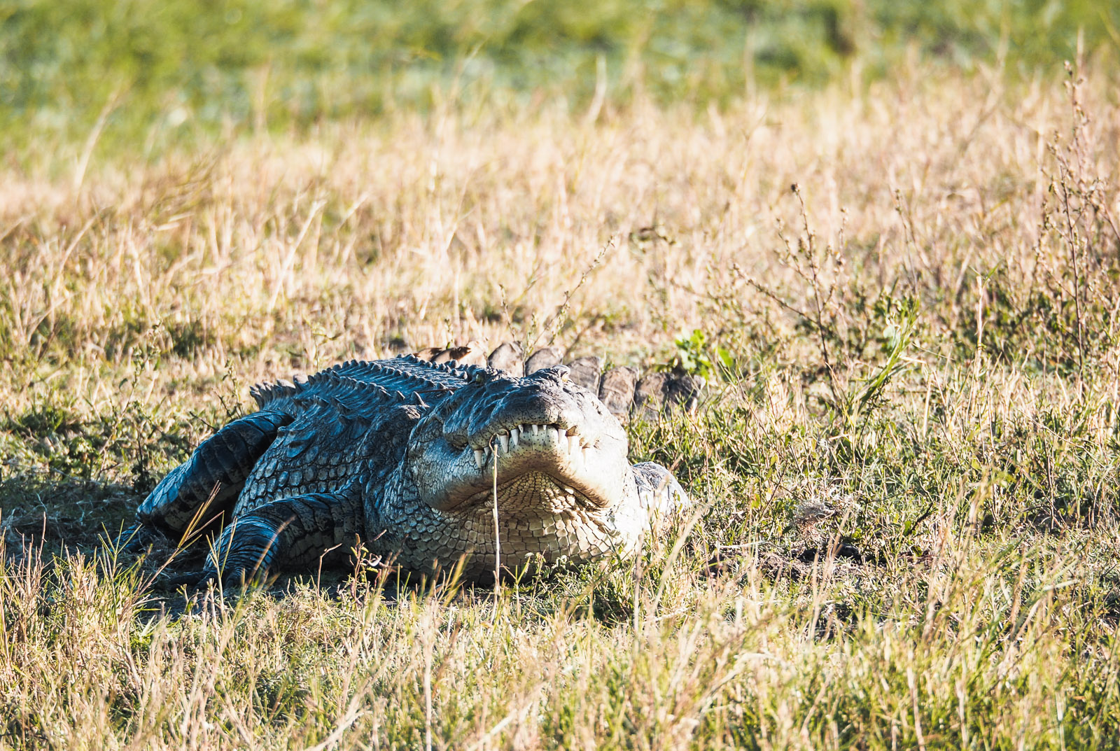 Botswana Rundreise-Krokodil