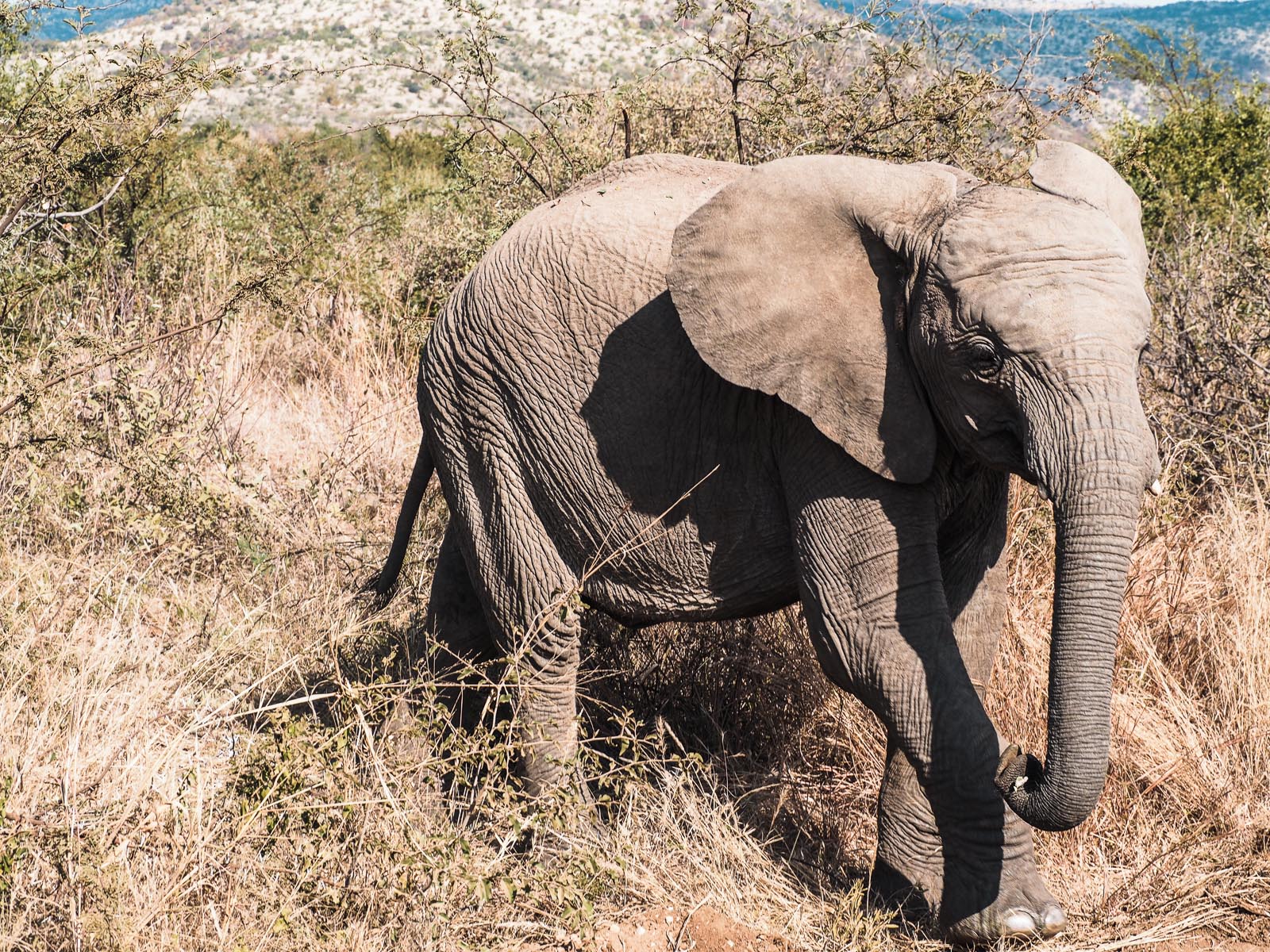 Botswana, Elefant