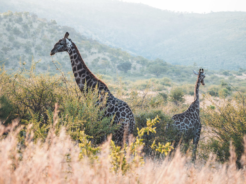 Das erste Mal Safari Die 12 besten Tipps the travelogue