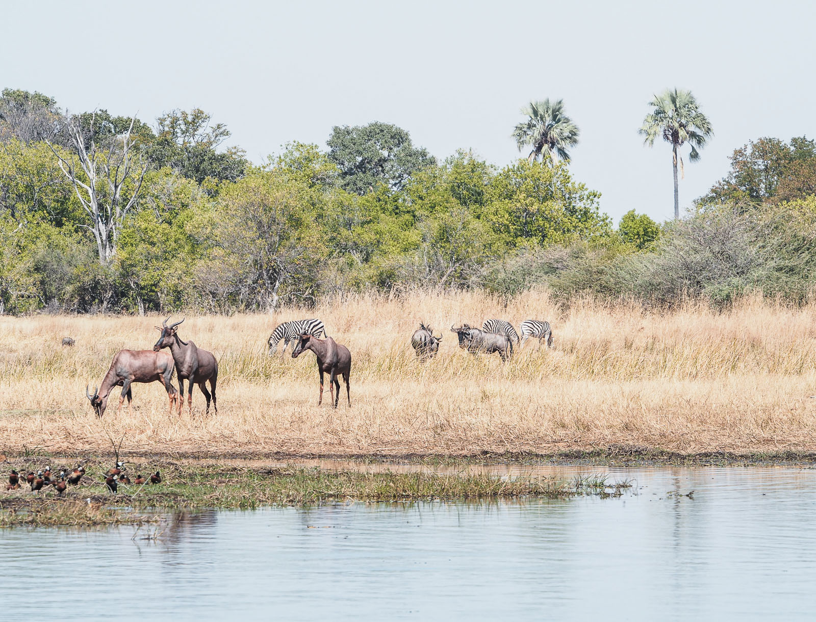 Afrika, Botswana, Moremi Reservat